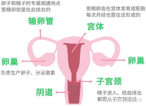 陰蒂穿洞|阴蒂，为快乐而生的器官